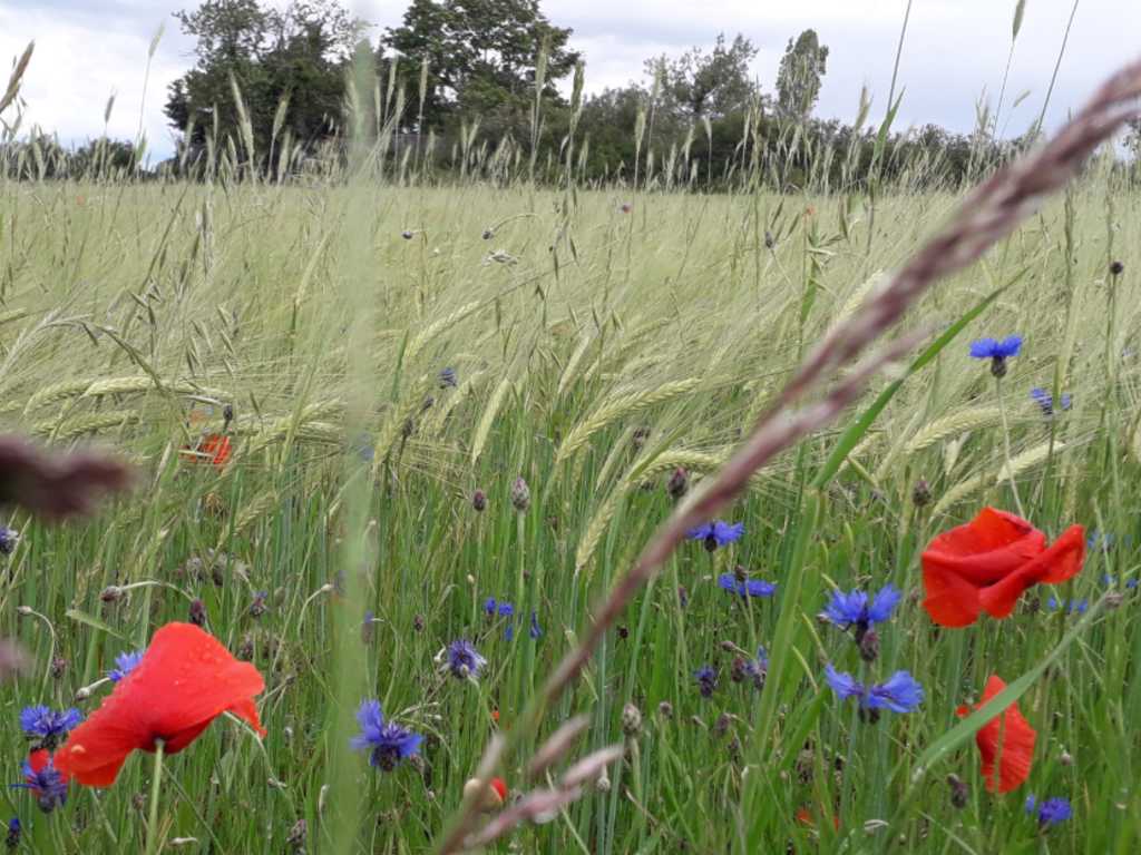 Les photos agricoles